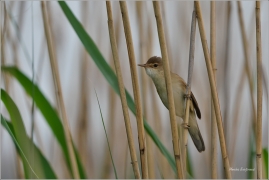 <p>RÁKOSNÍK OBECNÝ (Acrocephalus scirpaceus) Šluknovsko ---- /Eurasian reed warbler - Teichrohrsänger/</p>